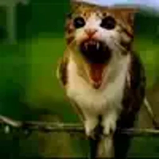 🐱 Эмодзи «Котосова» для Telegram