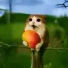 🐱 Эмодзи «Котосова» для Telegram