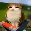 🐱 Эмодзи «Котосова» для Telegram