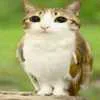 😜 Эмодзи «Котосова» для Telegram