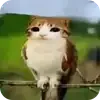 🐱 Эмодзи «Котосова» для Telegram