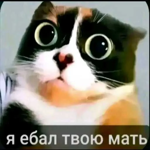 🐱 Стикер «еблан» для Telegram