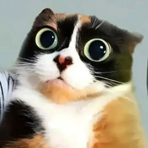 🐱 Стикер «еблан» для Telegram