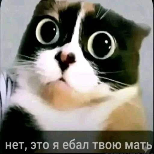 🐰 Стикер «еблан» для Telegram