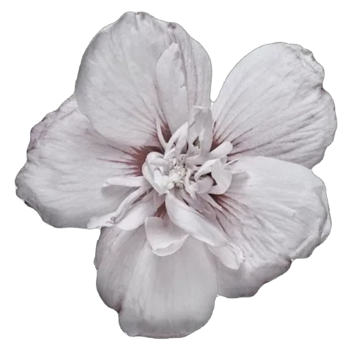 🌸 Стикер «WWHARU VIBE» для Telegram