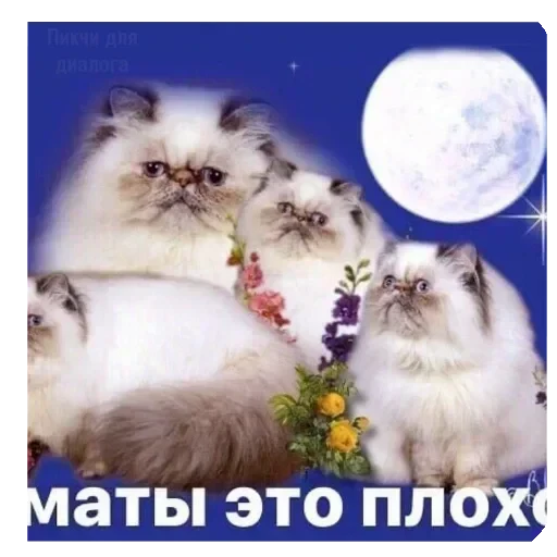 🐱 Стикер «WWHARU VIBE» для Telegram
