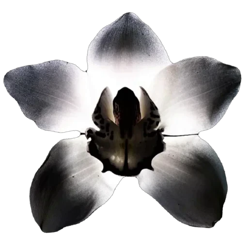 🌸 Стикер «WWHARU VIBE» для Telegram