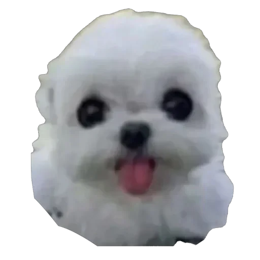 🫥 Стикер «WWHARU VIBE» для Telegram