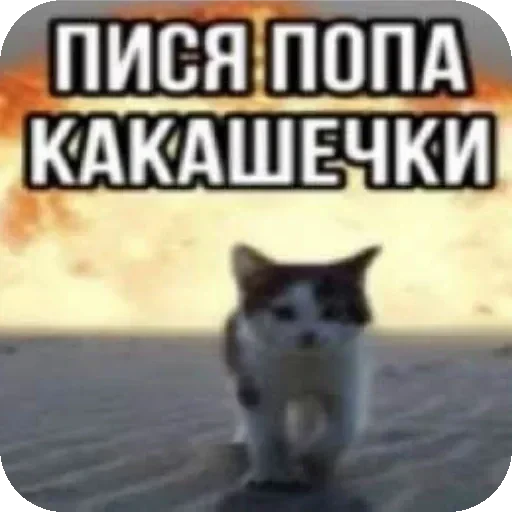 🐱 Стикер «WWHARU VIBE» для Telegram