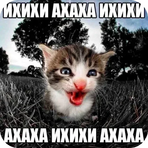 🐱 Стикер «WWHARU VIBE» для Telegram