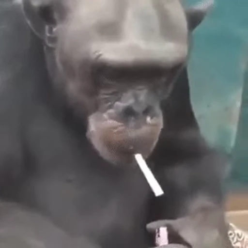 🐒 Стикер «Бибизяны» для Telegram
