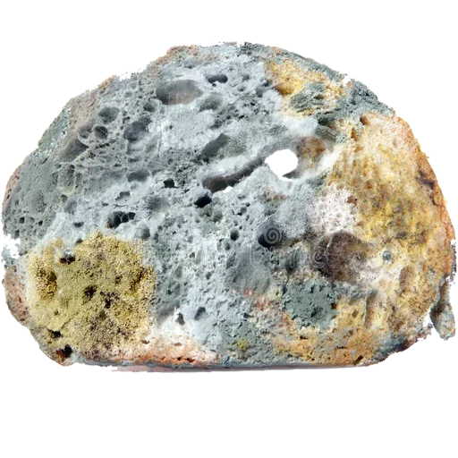 😋 Стикер «Moldy» для Telegram
