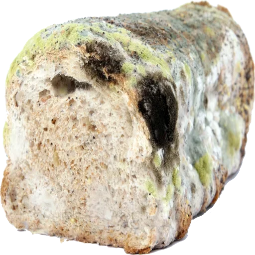 😛 Стикер «Moldy» для Telegram