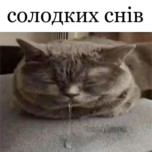 🌚 Стикер «plyacek» для Telegram