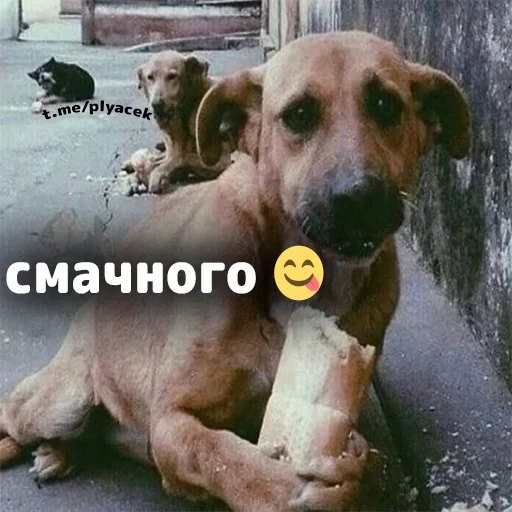 🍟 Стикер «plyacek» для Telegram