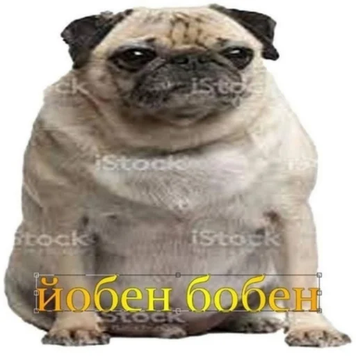 🐶 Стикер «plyacek» для Telegram