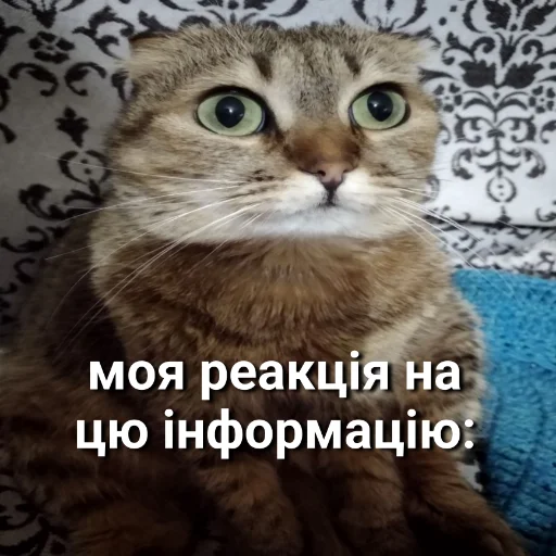 😐 Стикер «plyacek» для Telegram