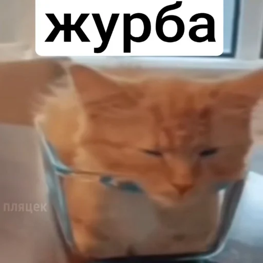 🥺 Стикер «plyacek» для Telegram