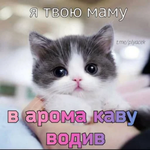 😺 Стикер «plyacek» для Telegram