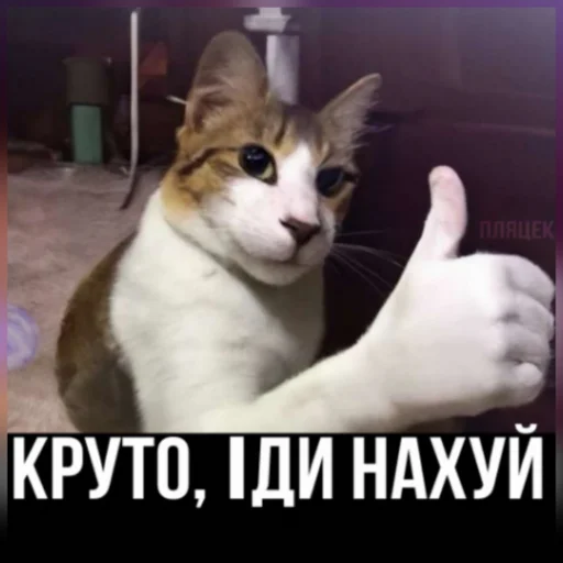 👍 Стикер «plyacek» для Telegram