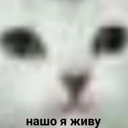 🙁 Стикер «plyacek» для Telegram
