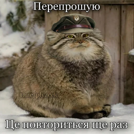 🥺 Стикер «plyacek» для Telegram