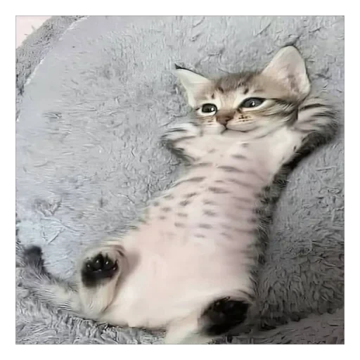 🐱 Стикер «плюхи» для Telegram