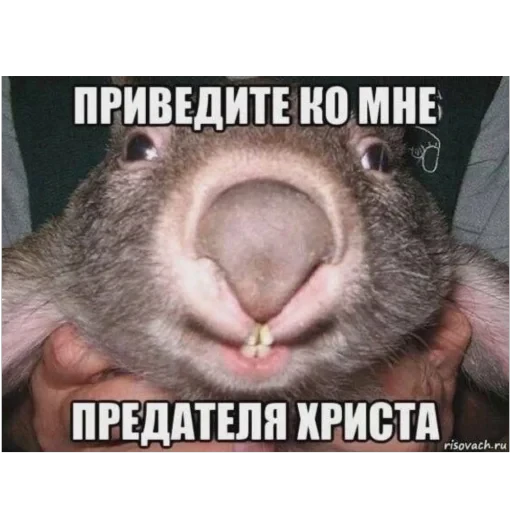🤓 Стикер «плюхи» для Telegram