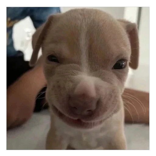 🐶 Стикер «плюхи» для Telegram