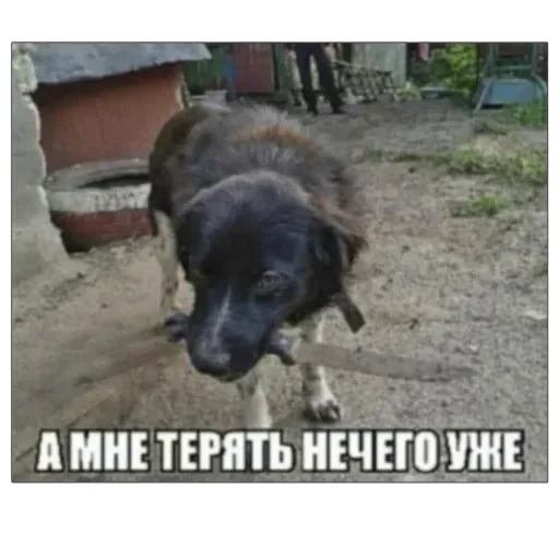 🔪 Стикер «плюхи» для Telegram