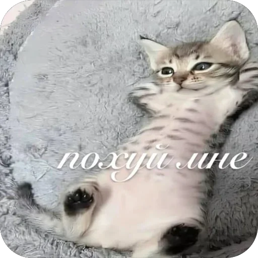 😎 Стикер «плюхи» для Telegram