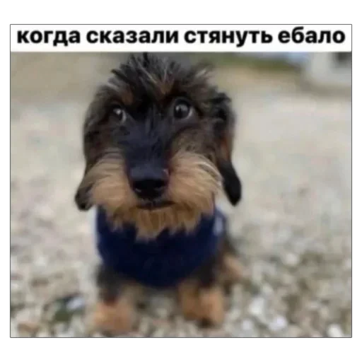 🤐 Стикер «плюхи» для Telegram