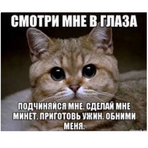🐱 Стикер «плюхи» для Telegram