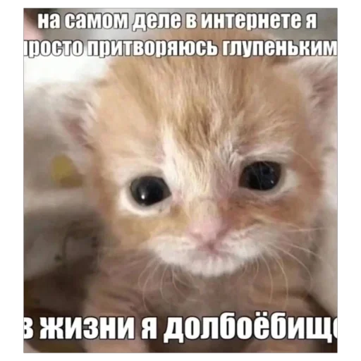 🐱 Стикер «плюхи» для Telegram