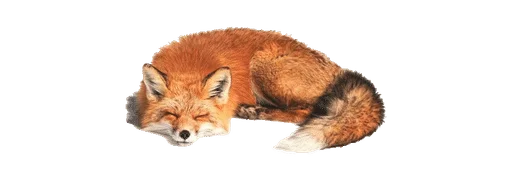 🐈 Стикер «૮Ꮚ !!» для Telegram