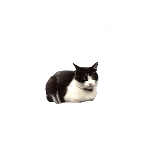 🐈 Стикер «૮Ꮚ !!» для Telegram