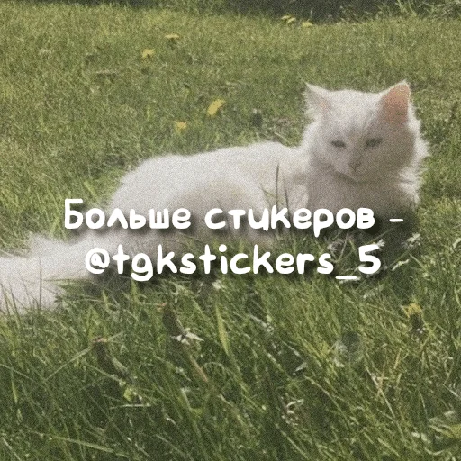 🐈 Стикер «૮Ꮚ !!» для Telegram