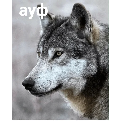 🐺 Стикер «Пиздец» для Telegram