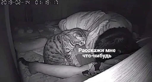 😑 Стикер «Почему я кот» для Telegram
