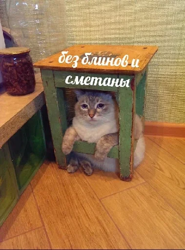 😬 Стикер «Почему я кот» для Telegram