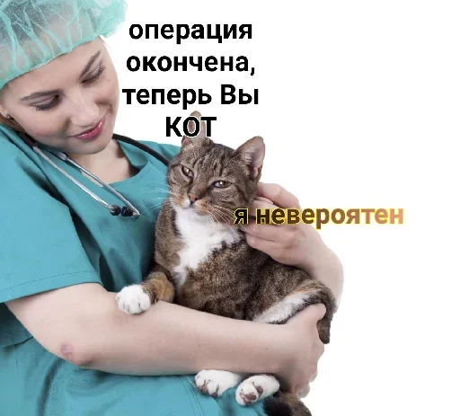 😮 Стикер «Почему я кот» для Telegram