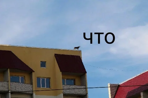 😮 Стикер «Почему я кот» для Telegram