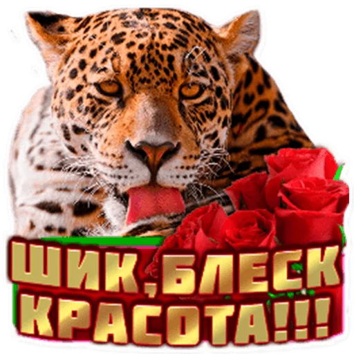 🐯 Стикер «podaro4ki» для Telegram
