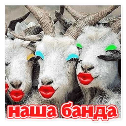 👭 Стикер «podaro4ki» для Telegram