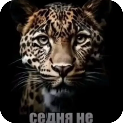 🐱 Стикер «похмелье» для Telegram
