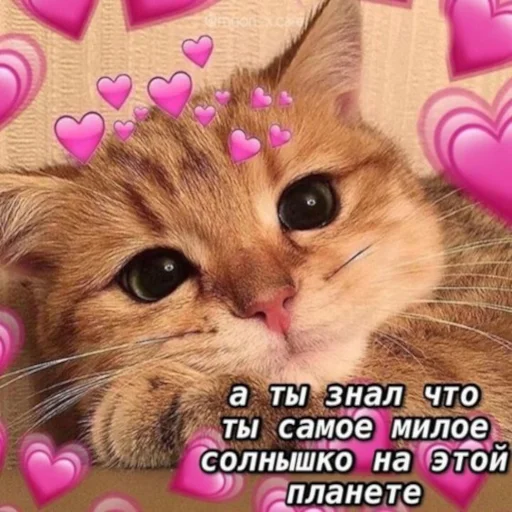 ☺️ Стикер «ты лапочка» для Telegram