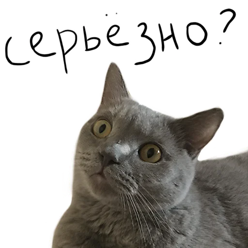 😳 Стикер «Poncik» для Telegram