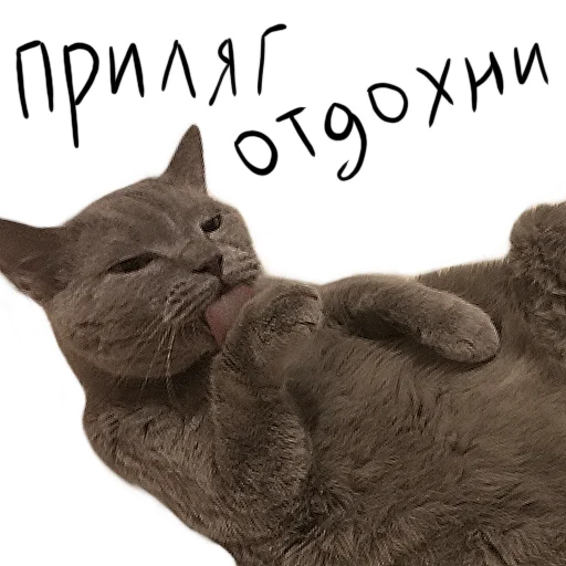 🤤 Стикер «Poncik» для Telegram