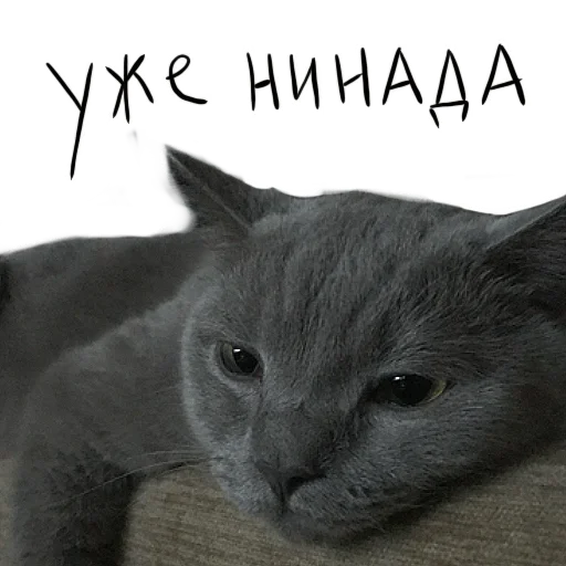 😔 Стикер «Poncik» для Telegram