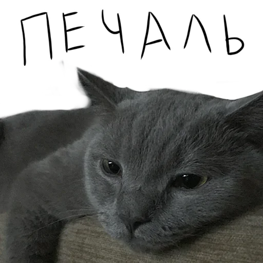 😞 Стикер «Poncik» для Telegram